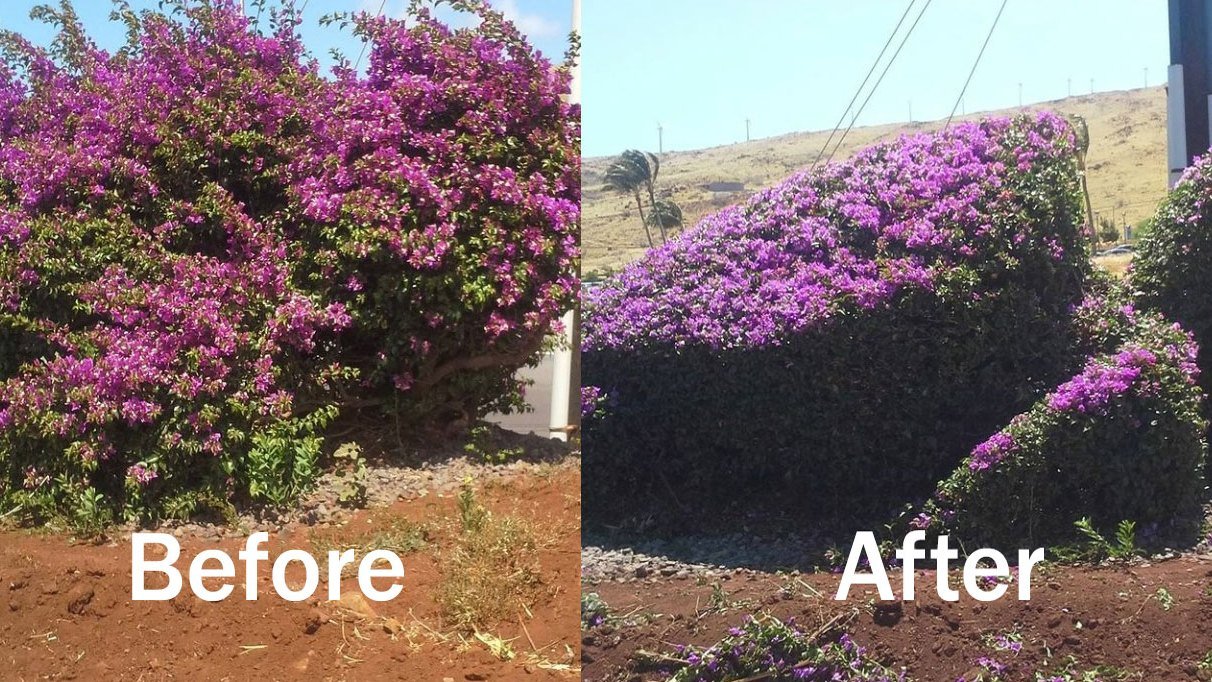 Before and after: a sparse bed transformed into mature flowering landscape