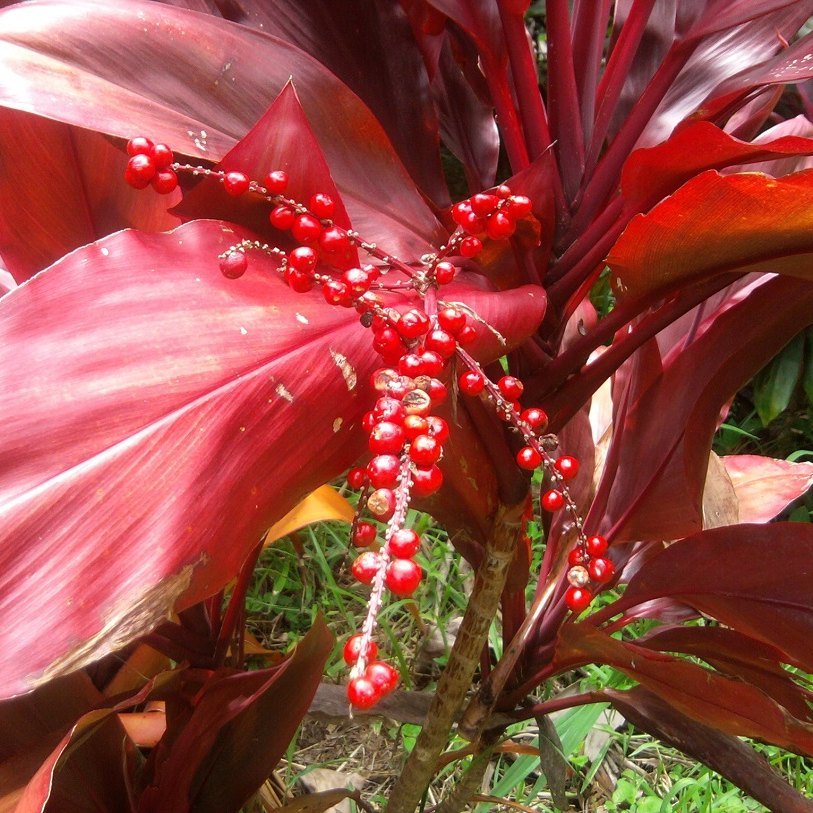 Vibrant established plantings in a maintained Maui landscape