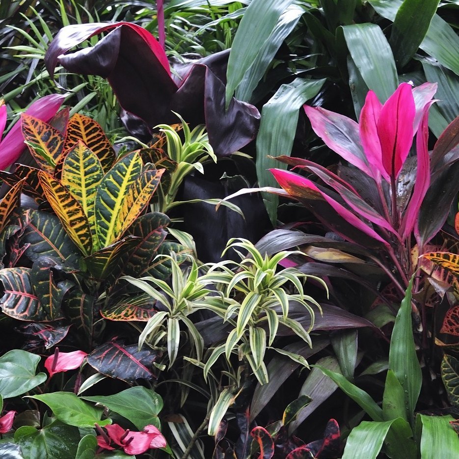 Lush layered tropical planting on a Maui property