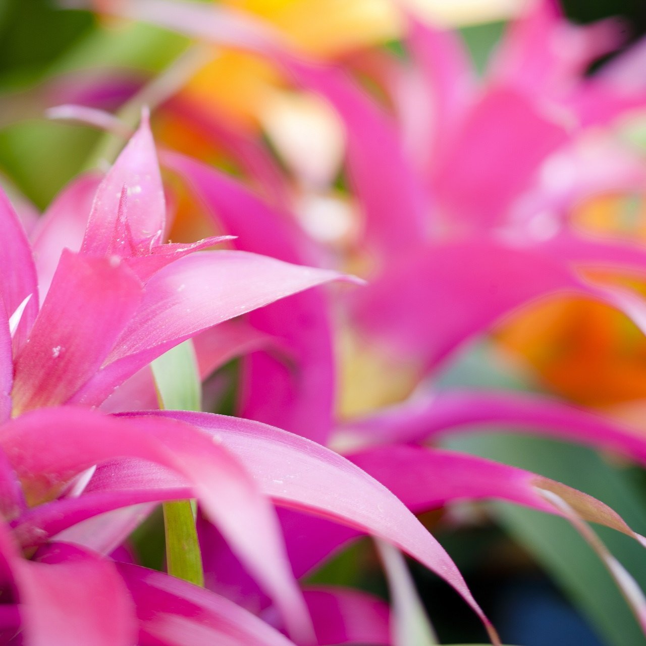 Tropical pink flowering plant in a maintained Maui garden